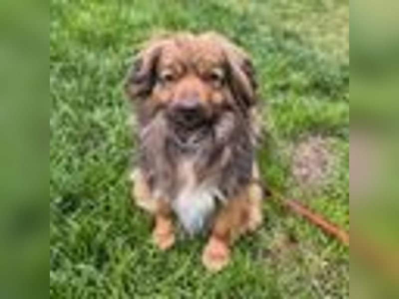 PEPE, KLEINER HUND SUCHT SEIN GLÜCK
