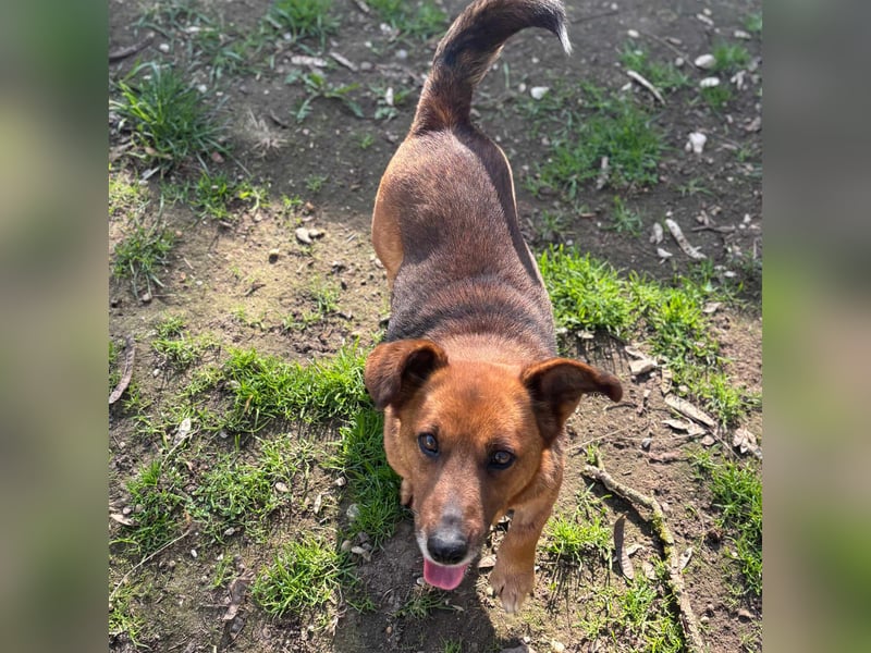 MANCI – KLEINE FREUNDLICHE DAME SUCHT ZUHAUSE