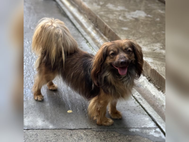 PEPE LEBTE BEI HUNDESAMMLERN