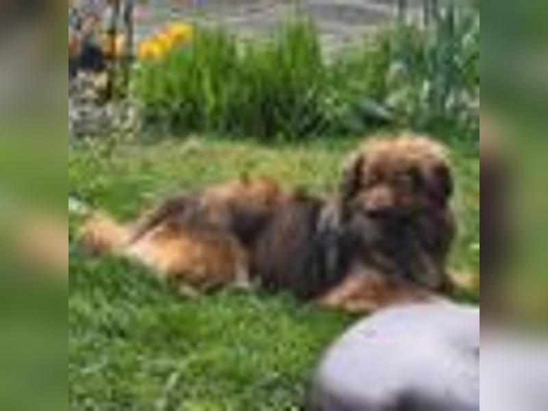 PEPE, KLEINER HUND SUCHT SEIN GLÜCK