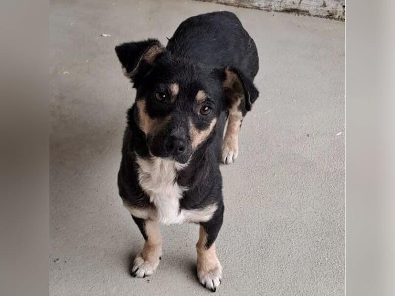 MULCSA SUCHT LIEBEVOLLES ZUHAUSE