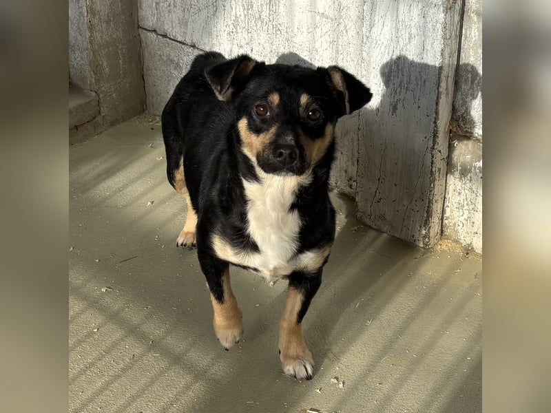 MULCSA SUCHT LIEBEVOLLES ZUHAUSE