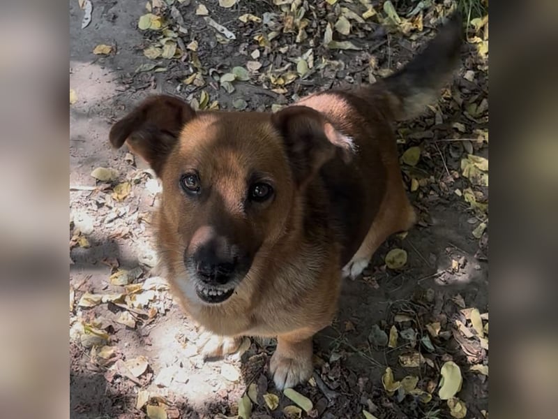 MANCI – KLEINE FREUNDLICHE DAME SUCHT ZUHAUSE