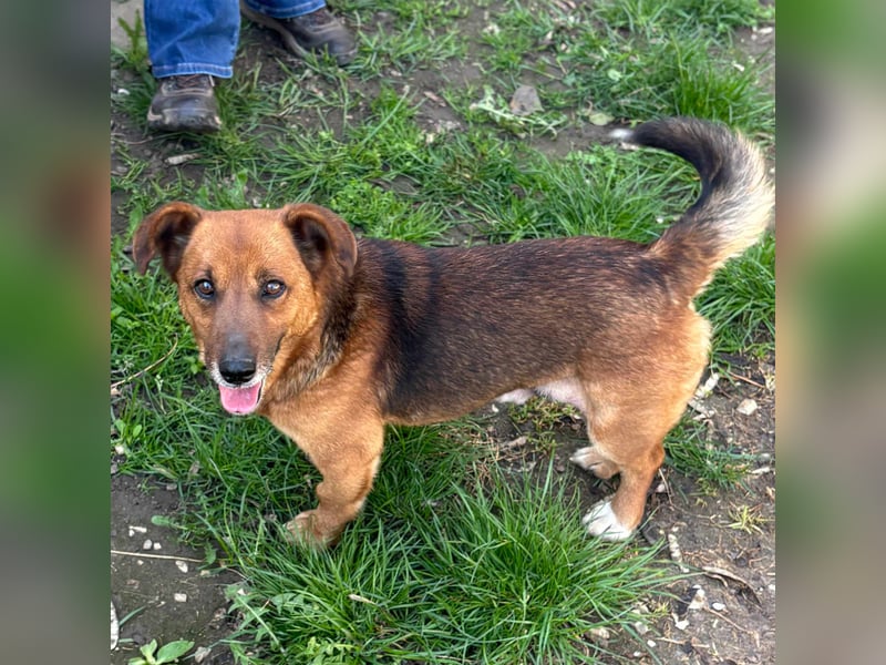 MANCI – KLEINE FREUNDLICHE DAME SUCHT ZUHAUSE