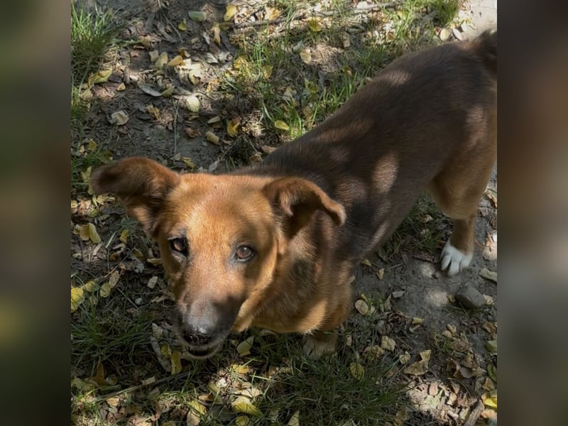 MANCI – KLEINE FREUNDLICHE DAME SUCHT ZUHAUSE