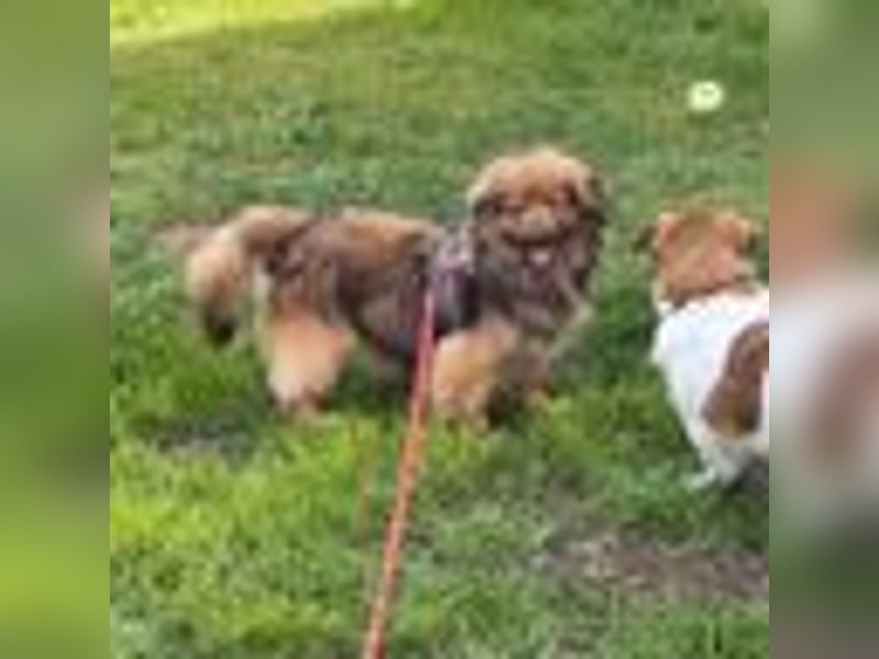 PEPE, KLEINER HUND SUCHT SEIN GLÜCK