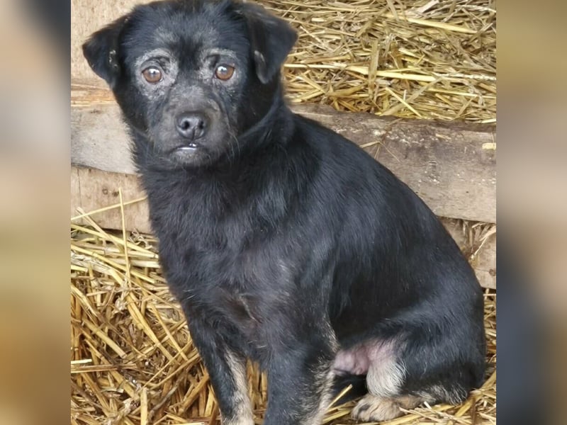 ZEBI WARTET GEDULDIG