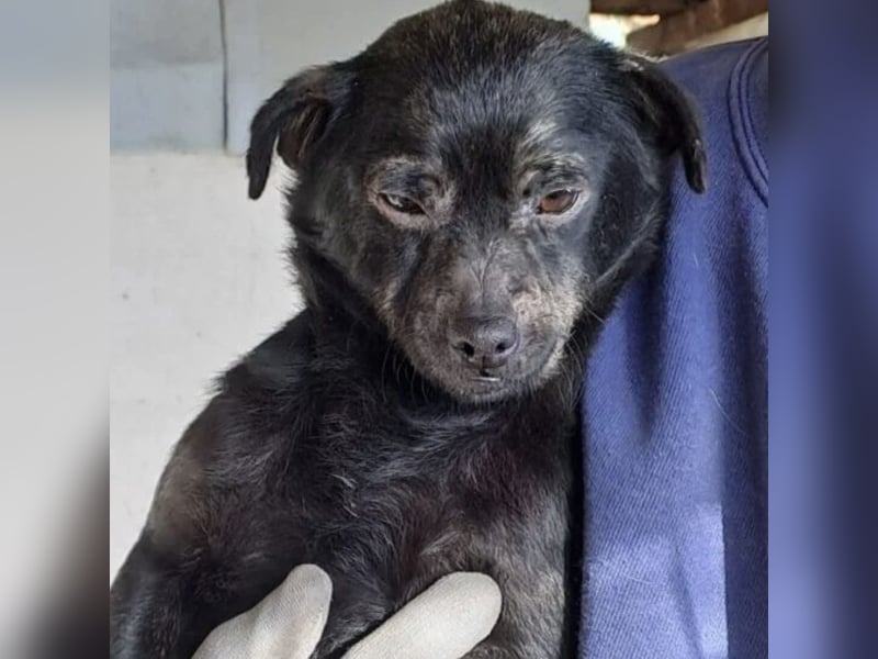 ZEBI WARTET GEDULDIG