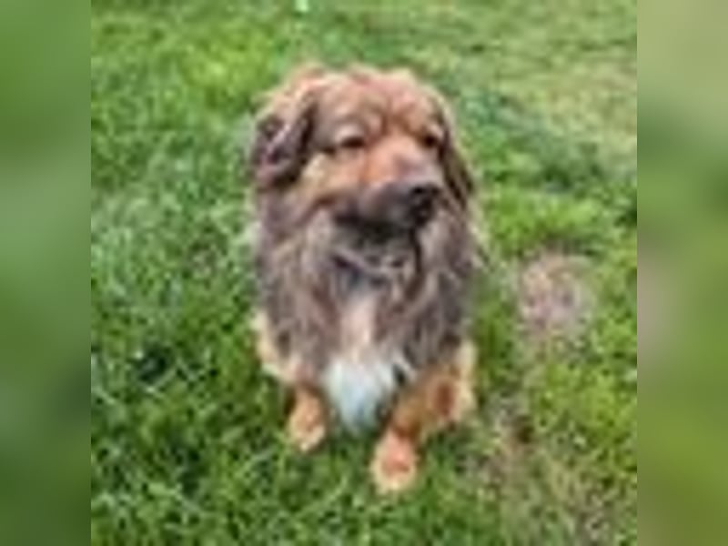 PEPE, KLEINER HUND SUCHT SEIN GLÜCK