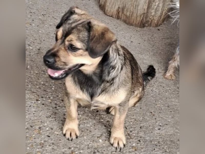 Pocsita lief auf der Straße