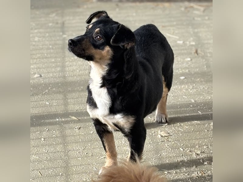 MULCSA SUCHT LIEBEVOLLES ZUHAUSE