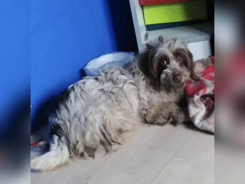 LUJZIKA SUCHT EIN RUHIGES ZUHAUSE