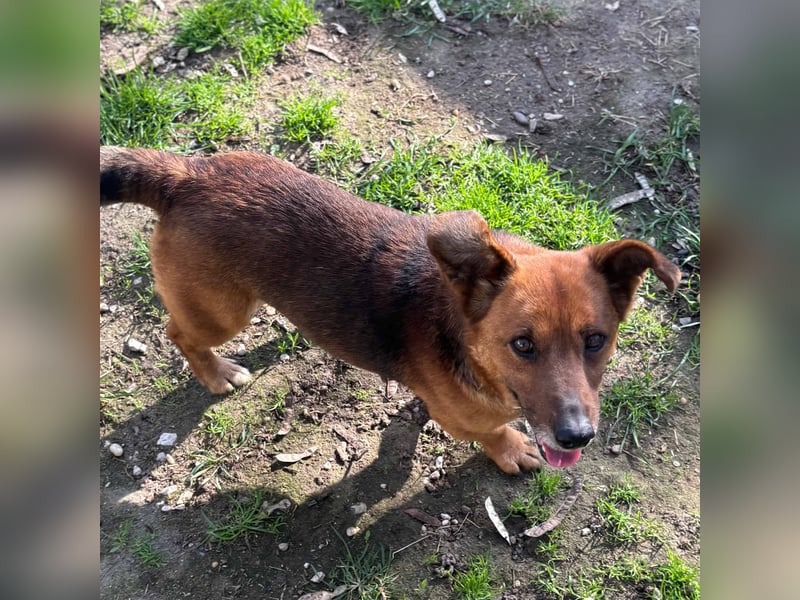 MANCI – KLEINE FREUNDLICHE DAME SUCHT ZUHAUSE