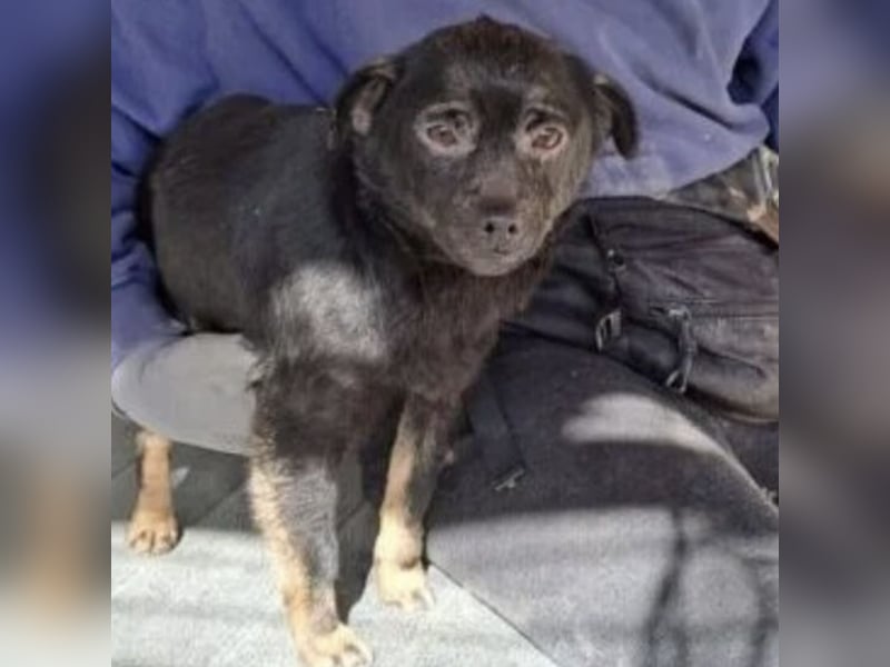 ZEBI WARTET GEDULDIG