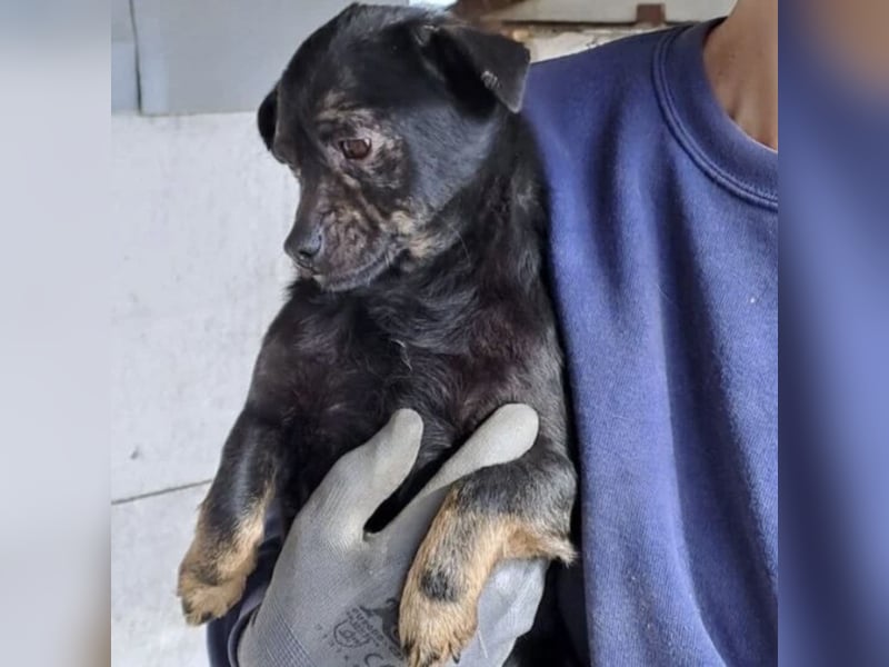 ZEBI WARTET GEDULDIG