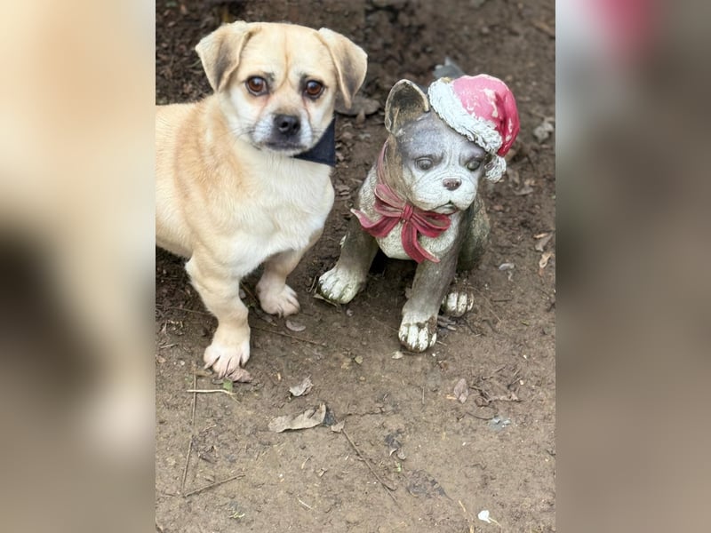 Ich heiße Balu, Pflegestelle 63667 Nidda/Hessen