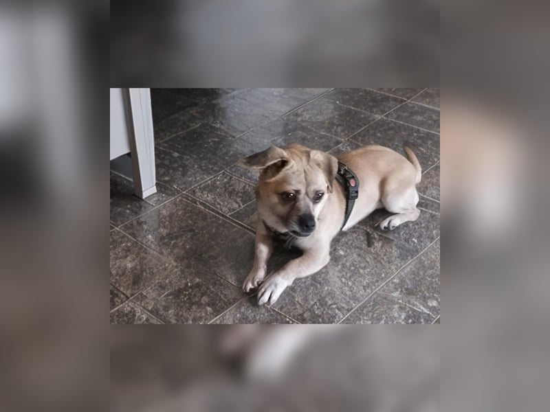 Benny - 25 cm, Pflegestelle 63667 Nidda/Hessen