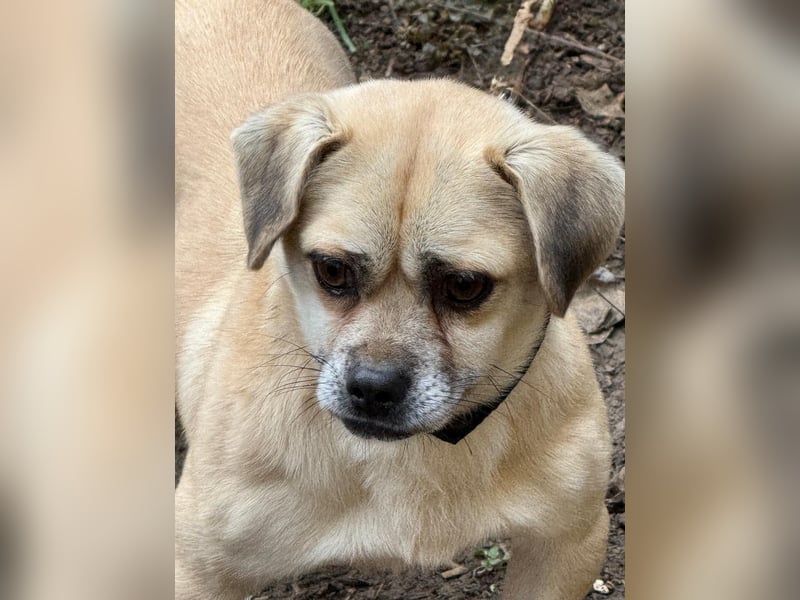 Ich heiße Balu, Pflegestelle 63667 Nidda/Hessen