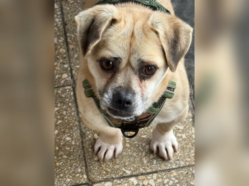 Ich heiße Balu, Pflegestelle 63667 Nidda/Hessen