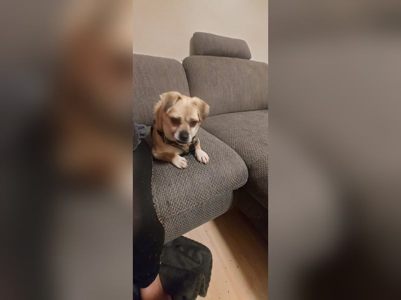 Benny - 25 cm, Pflegestelle 63667 Nidda/Hessen