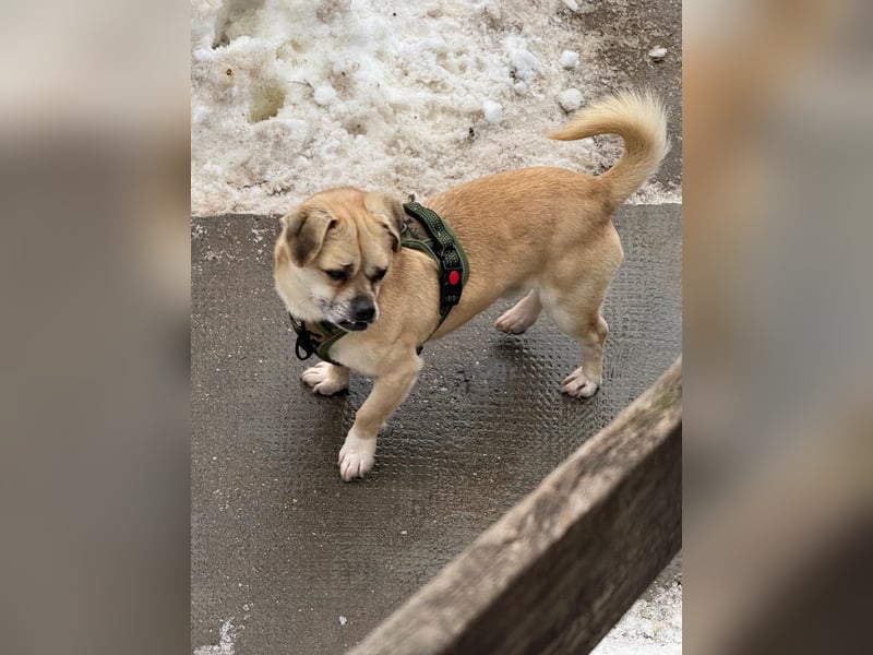 Ich heiße Balu, Pflegestelle 63667 Nidda/Hessen