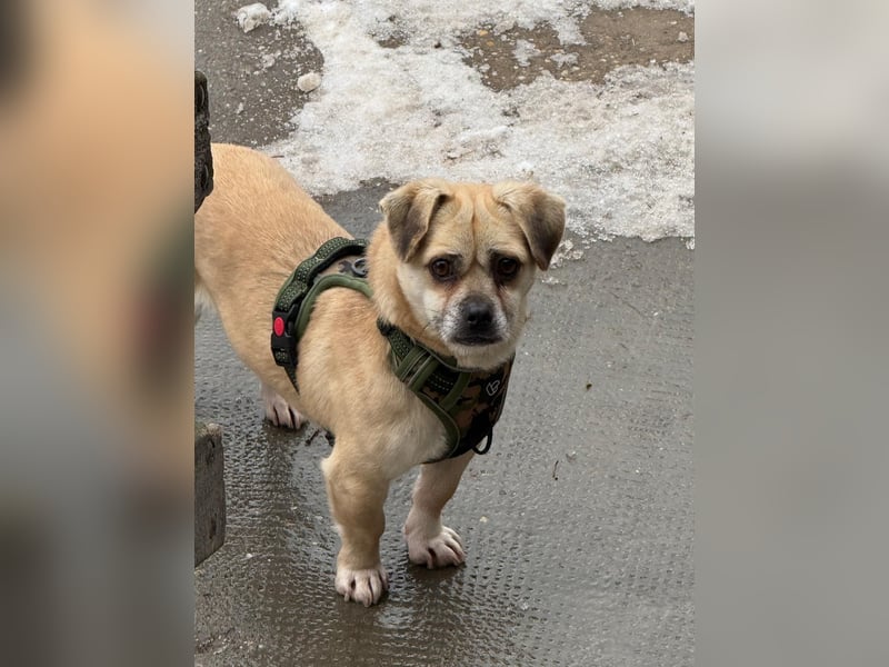 Ich heiße Balu, Pflegestelle 63667 Nidda/Hessen