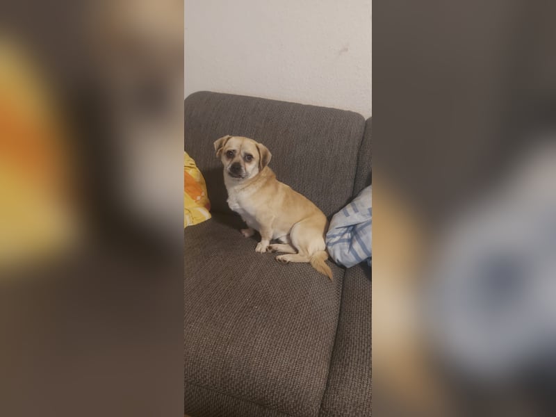 Ich heiße Balu, Pflegestelle 63667 Nidda/Hessen