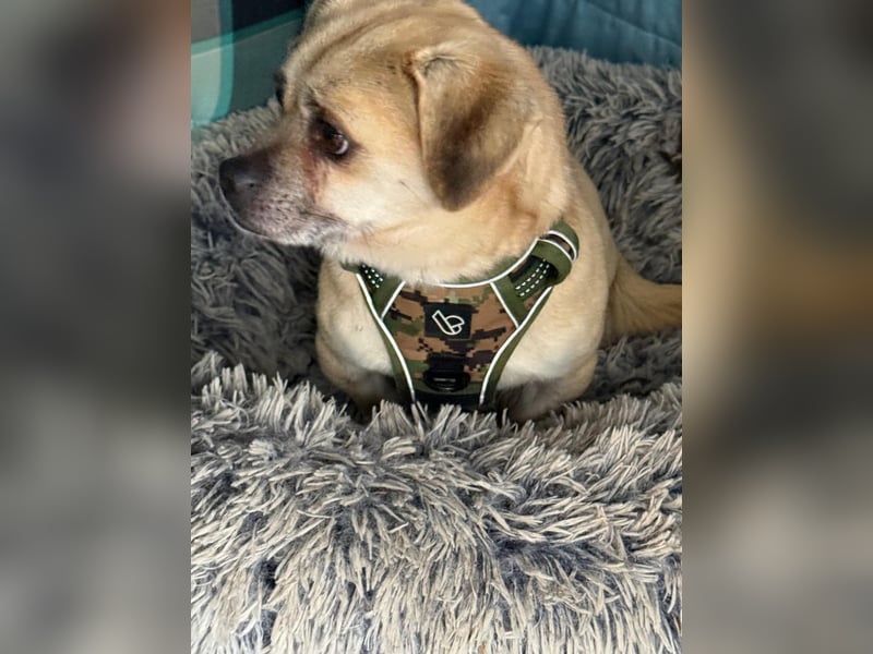 Ich heiße Balu, Pflegestelle 63667 Nidda/Hessen