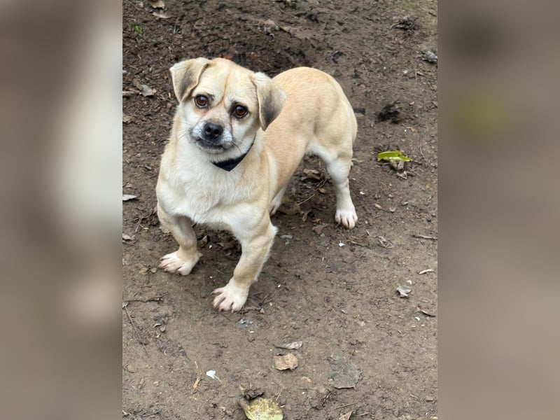 Ich heiße Balu, Pflegestelle 63667 Nidda/Hessen