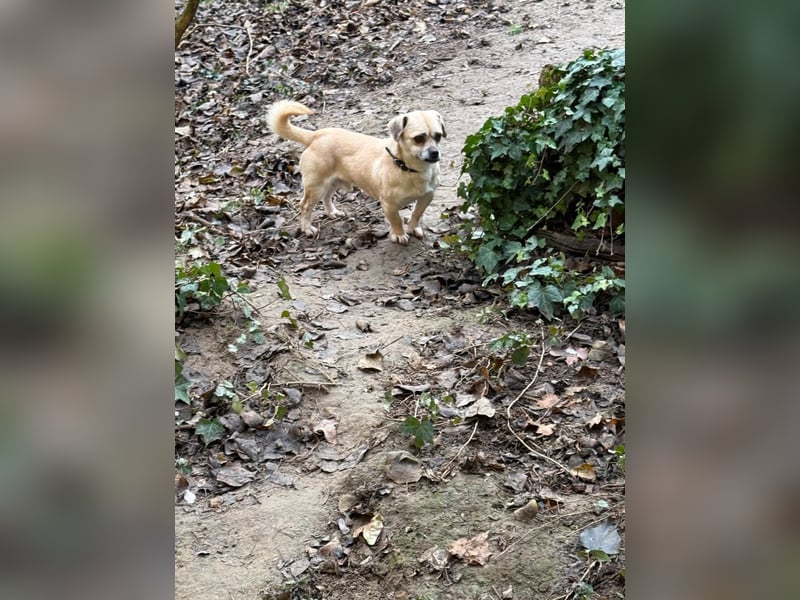 Ich heiße Balu, Pflegestelle 63667 Nidda/Hessen