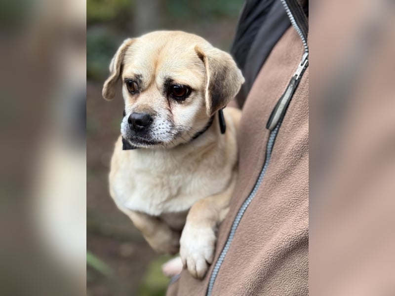 Ich heiße Balu, Pflegestelle 63667 Nidda/Hessen