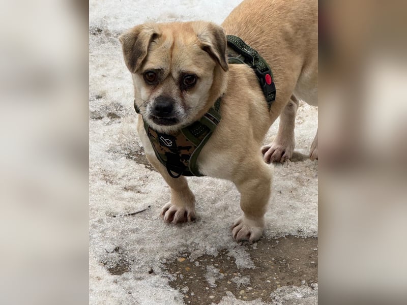 Ich heiße Balu, Pflegestelle 63667 Nidda/Hessen