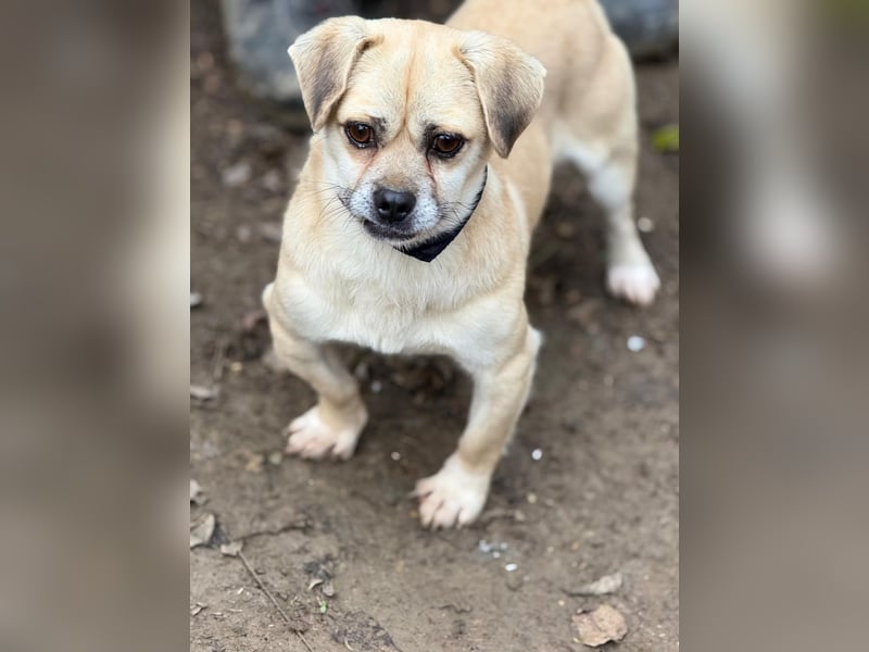 Ich heiße Balu, Pflegestelle 63667 Nidda/Hessen