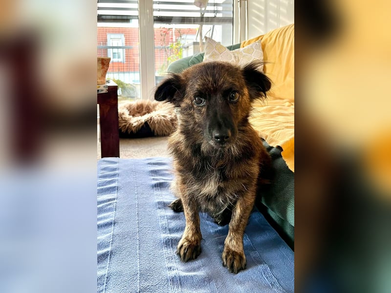 Maci, geboren 14.08.2017, 25cm sucht Geborgenheit (Pflegestelle Deutschland)