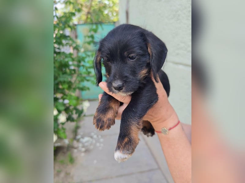 Pablo, geboren 27.03.2026, 21cm sucht sein Zuhause