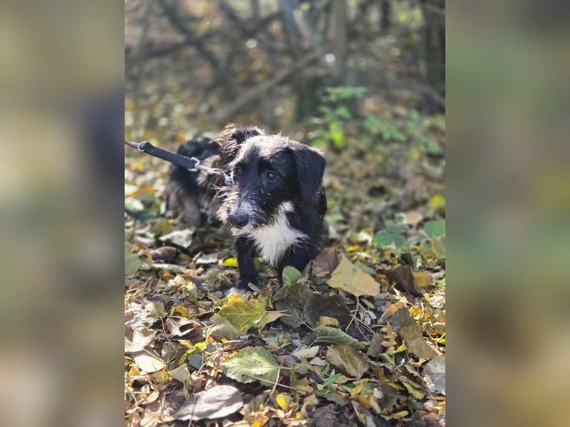 Bogyo, 7 Monate, 24cm sucht ihr Zuhause