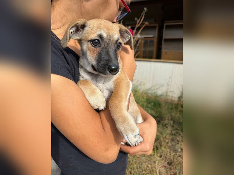 Lara, geboren 05.07.2026, 22cm sucht ihr für immer Zuhause