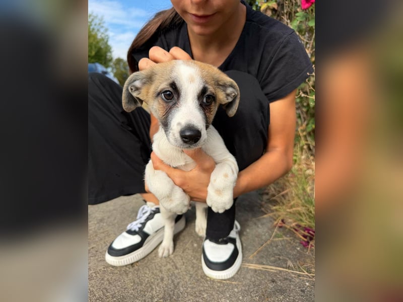 Louis, geboren 05.07.2026, 24cm sucht sein Körbchen