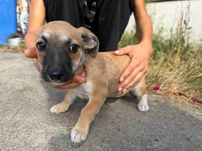 Lara, geboren 05.07.2026, 22cm sucht ihr für immer Zuhause