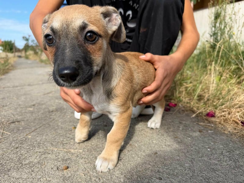 Lara, geboren 05.07.2026, 22cm sucht ihr für immer Zuhause