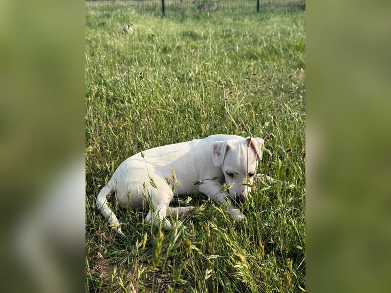 Zeno, geb. 01.2026, 25cm sucht seine Menschen