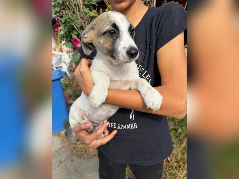 Louis, geboren 05.07.2026, 24cm sucht sein Körbchen