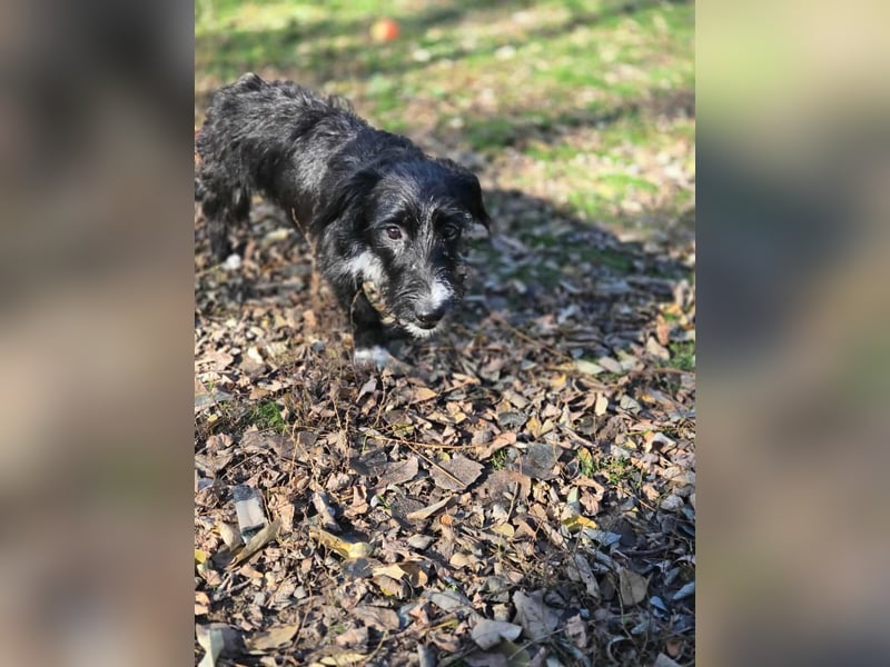 Bogyo, 7 Monate, 24cm sucht ihr Zuhause