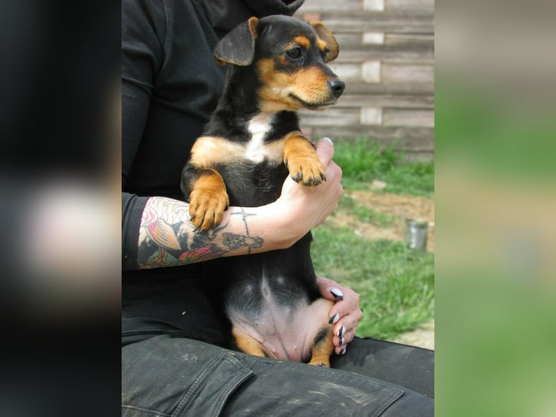 Nika, geboren 01.12.2025, 23cm sucht ihre Chance