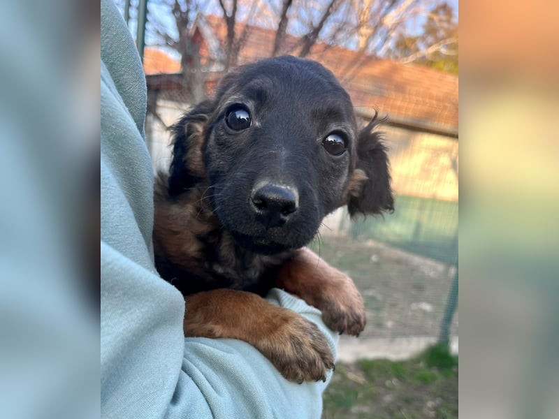 Piri, geboren 30.11.2025, 22cm sucht ihr Menschen