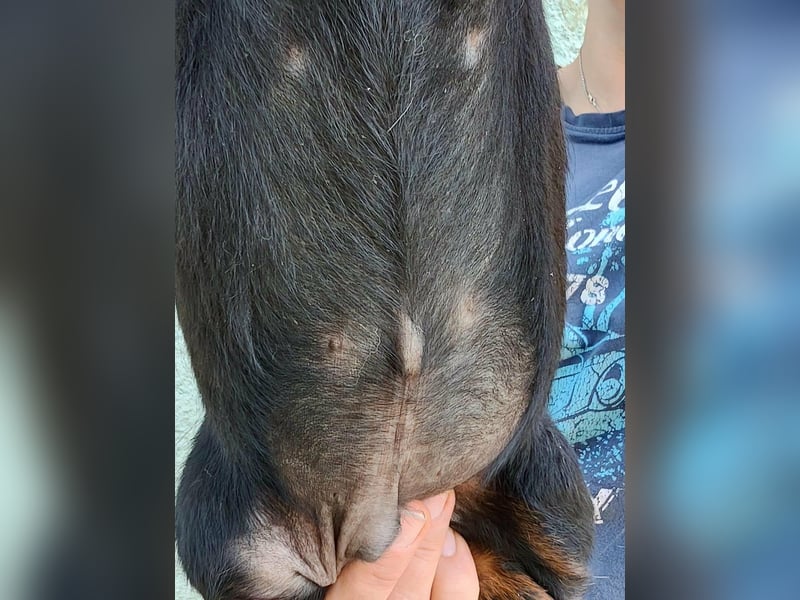 Pablo, geboren 27.03.2026, 21cm sucht sein Zuhause