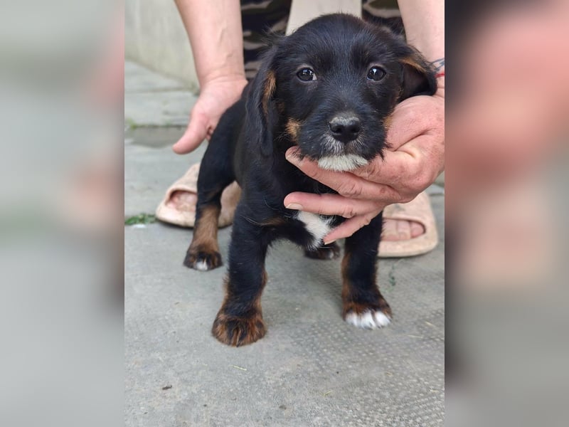Pablo, geboren 27.03.2026, 21cm sucht sein Zuhause