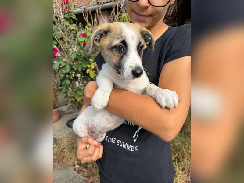 Louis, geboren 05.07.2026, 24cm sucht sein Körbchen