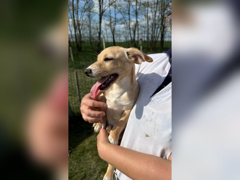 Zigi, geboren 01.01.2026, 25cm sucht seine Familie