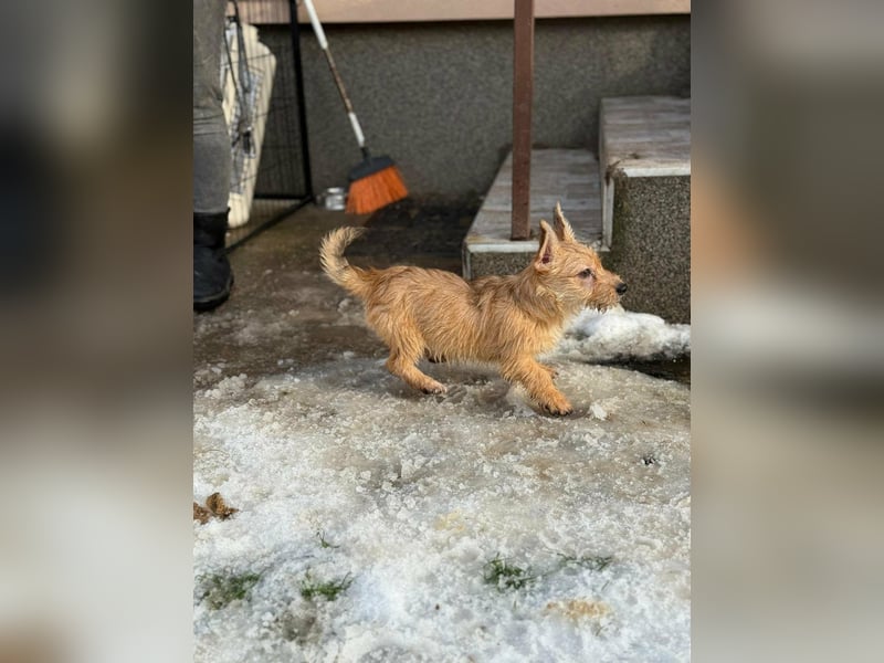 Kaboca, geboren 25.09.2025, 22cm sucht ihr Für-immer-Zuhause
